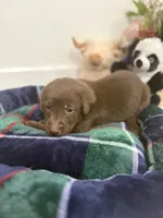 Jack, a male Labrador Retriever for sale in Fort Lauderdale, FL – 4 of 5
