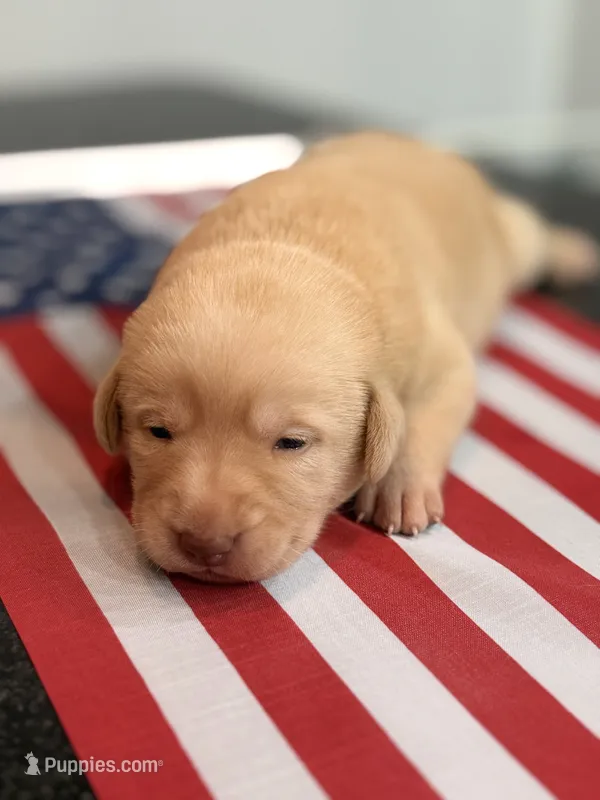 Kloe – Labrador Retriever puppy for sale in Fort Lauderdale, FL