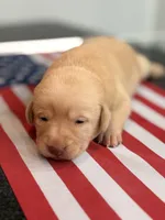 Kloe, a female Labrador Retriever for sale in Fort Lauderdale, FL – 1 of 2