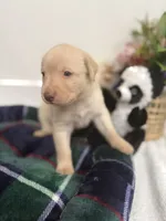 Lala, a female Labrador Retriever for sale in Fort Lauderdale, FL – 2 of 7