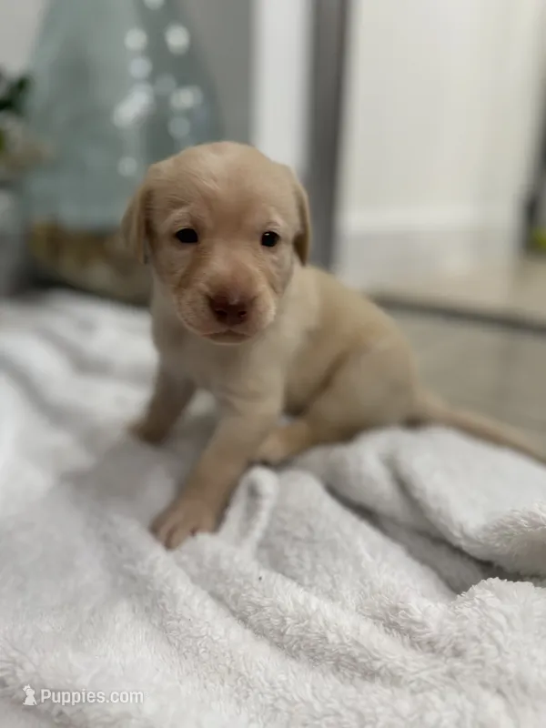 Sun – Labrador Retriever puppy for sale in Fort Lauderdale, FL