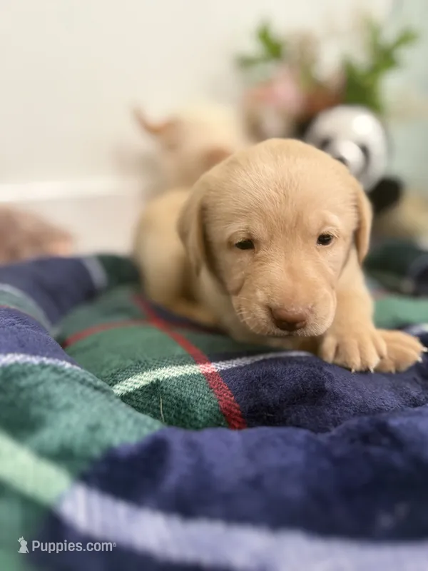 Kloe – Labrador Retriever puppy for sale in Fort Lauderdale, FL