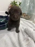 Runer, a male Labrador Retriever for sale in Fort Lauderdale, FL – 4 of 6