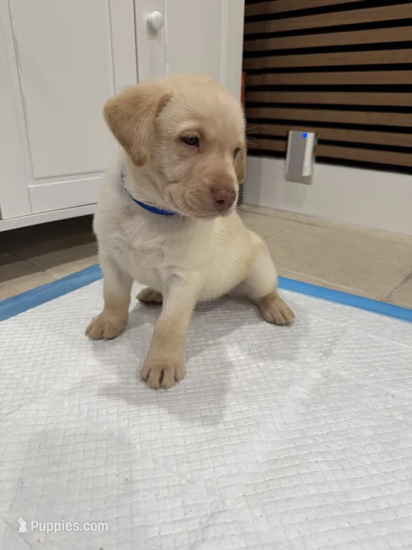Bob – Labrador Retriever puppy for sale in Fort Lauderdale, FL