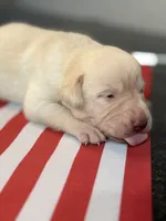 Bob, a male Labrador Retriever for sale in Fort Lauderdale, FL – 2 of 3