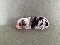 Nova, a female Australian Shepherd for sale in Litchfield, CT – 2 of 3