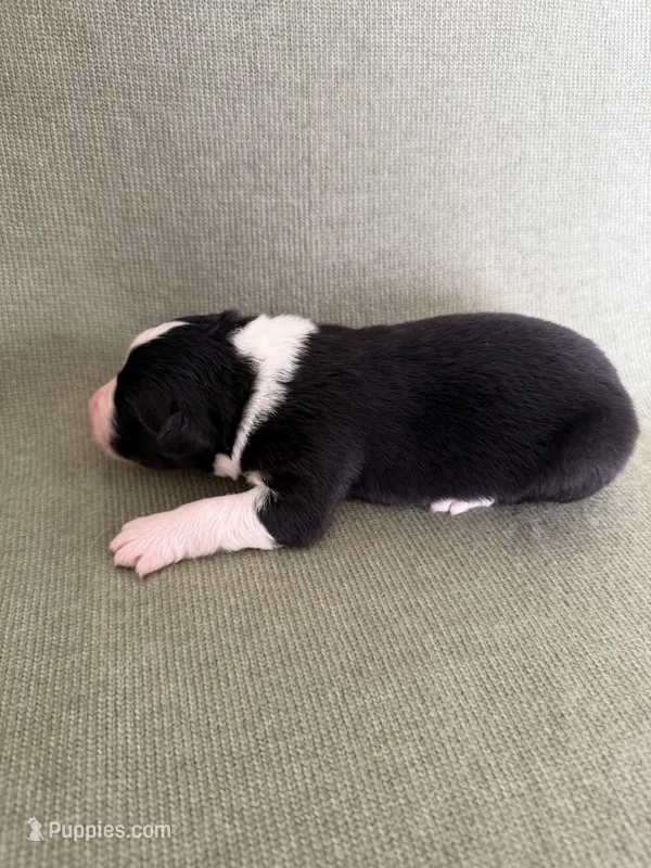 Atlas – Australian Shepherd puppy for sale in Litchfield, CT