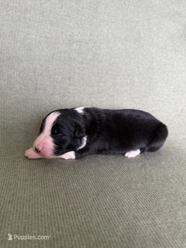Orion – Australian Shepherd puppy for sale in Litchfield, CT