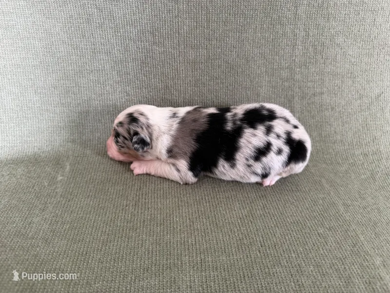 Nova – Australian Shepherd puppy for sale in Litchfield, CT