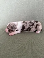 Lyra, a female Australian Shepherd for sale in Litchfield, CT – 3 of 3