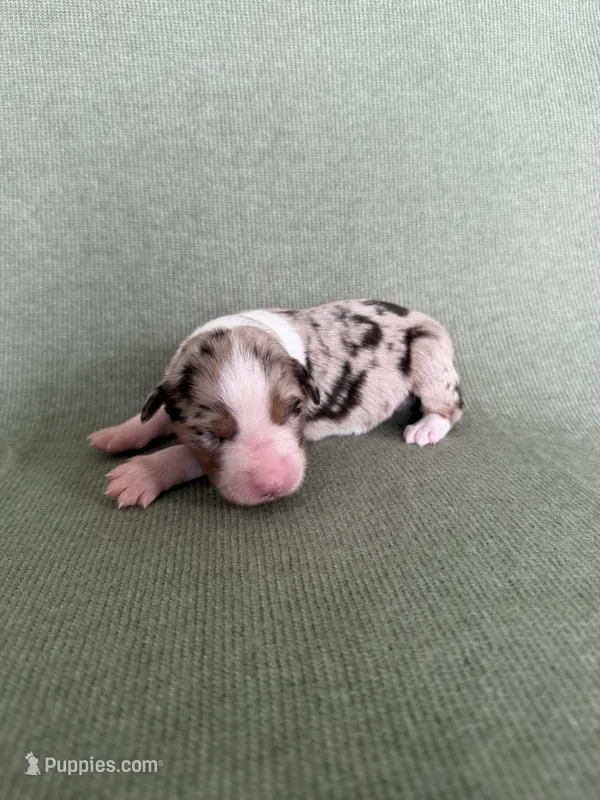 Lyra – Australian Shepherd puppy for sale in Litchfield, CT