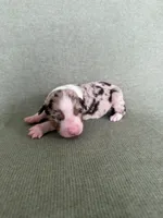 Lyra, a female Australian Shepherd for sale in Litchfield, CT – 1 of 3