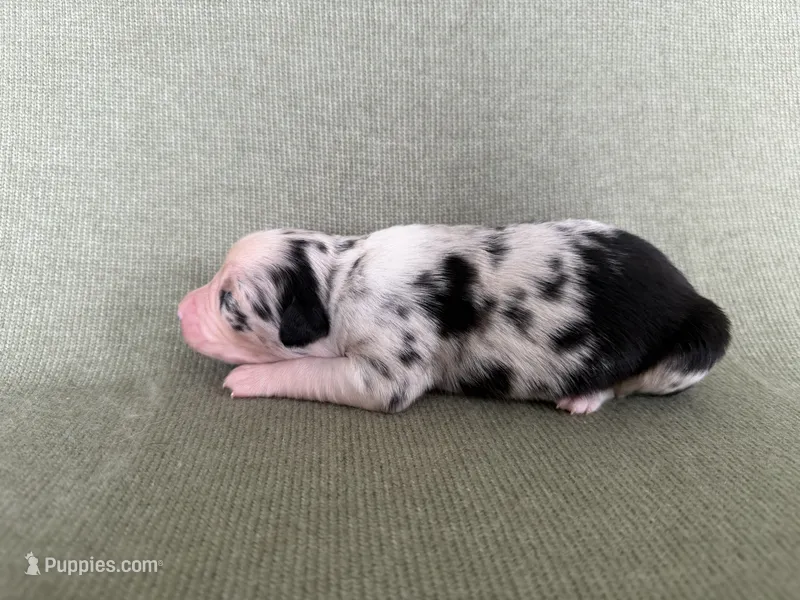 Luna – Australian Shepherd puppy for sale in Litchfield, CT