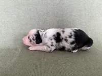 Luna, a female Australian Shepherd for sale in Litchfield, CT – 1 of 2