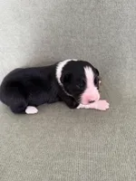 Orion, a male Australian Shepherd for sale in Litchfield, CT – 2 of 3