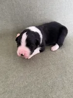 Atlas, a male Australian Shepherd for sale in Litchfield, CT – 2 of 3
