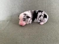 Nova, a female Australian Shepherd for sale in Litchfield, CT – 3 of 3