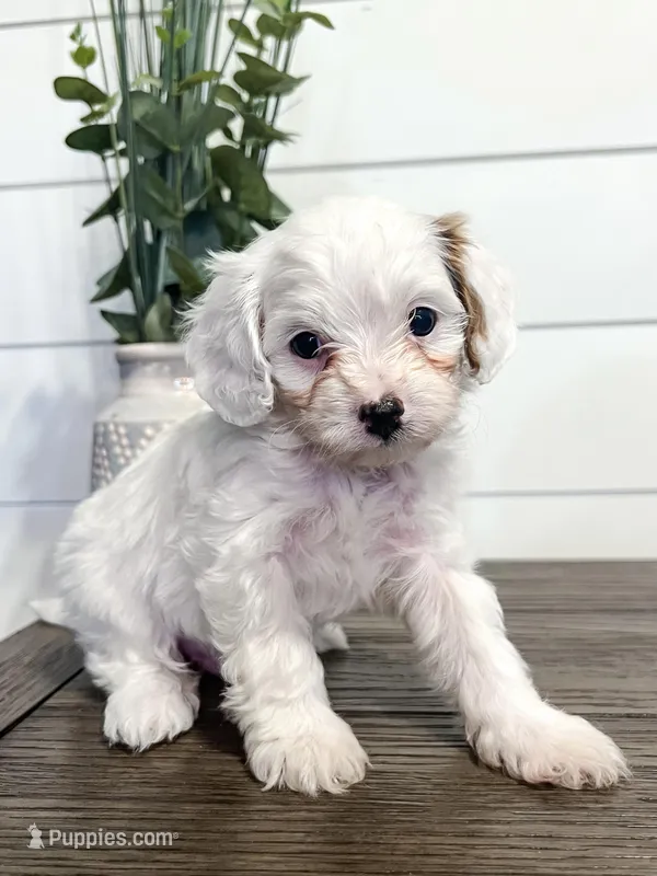 Benny, a male Cavapoo for sale in Goshen, IN – Photo 1 of 6