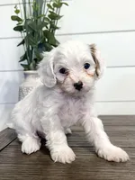 Benny, a male Cavapoo for sale in Goshen, IN – Photo 1 of 6
