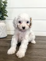 Benny, a male Cavapoo for sale in Goshen, IN – Photo 4 of 6