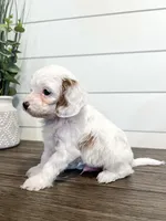 Benny, a male Cavapoo for sale in Goshen, IN – Photo 6 of 6