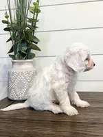 Benny, a male Cavapoo for sale in Goshen, IN – Photo 3 of 6