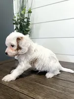 Benny, a male Cavapoo for sale in Goshen, IN – Photo 5 of 6