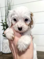 Benny, a male Cavapoo for sale in Goshen, IN – Photo 2 of 6