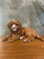 Brownie, a male Cavapoo for sale in Goshen, IN – 2 of 6