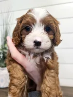 Blaze, a male Cavapoo for sale in Goshen, IN – Photo 5 of 9