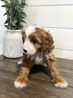 Blaze, a male Cavapoo for sale in Goshen, IN – Photo 8 of 9