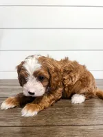 Blaze, a male Cavapoo for sale in Goshen, IN – Photo 7 of 9