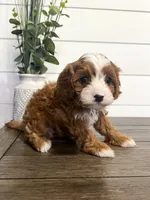 Blaze, a male Cavapoo for sale in Goshen, IN – Photo 9 of 9