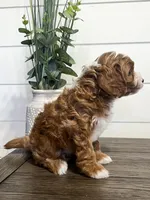 Blaze, a male Cavapoo for sale in Goshen, IN – Photo 3 of 9