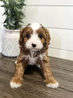 Blaze, a male Cavapoo for sale in Goshen, IN – Photo 1 of 9