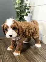 Blaze, a male Cavapoo for sale in Goshen, IN – Photo 6 of 9