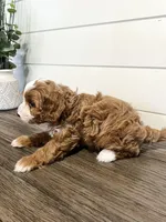 Blaze, a male Cavapoo for sale in Goshen, IN – Photo 4 of 9