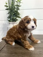 Blaze, a male Cavapoo for sale in Goshen, IN – Photo 2 of 9