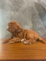 Brownie, a male Cavapoo for sale in Goshen, IN – 5 of 6