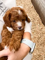 Brownie, a male Cavapoo for sale in Goshen, IN – 8 of 8