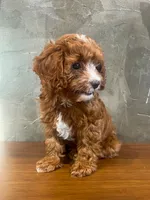 Brownie, a male Cavapoo for sale in Goshen, IN – 4 of 6
