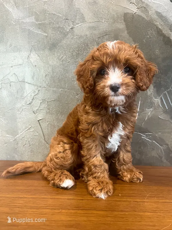Brownie – Cavapoo puppy for sale in Goshen, IN