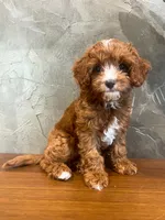 Brownie, a male Cavapoo for sale in Goshen, IN – 1 of 6
