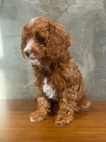 Brownie, a male Cavapoo for sale in Goshen, IN – 3 of 6