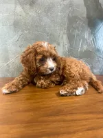Brownie, a male Cavapoo for sale in Goshen, IN – 6 of 6