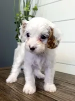Bingo, a male Cavapoo for sale in Goshen, IN – Photo 2 of 10