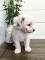 Bingo, a male Cavapoo for sale in Goshen, IN – Photo 4 of 10