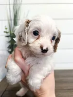 Bingo, a male Cavapoo for sale in Goshen, IN – Photo 5 of 10