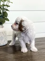 Bingo, a male Cavapoo for sale in Goshen, IN – Photo 9 of 10