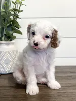 Bingo, a male Cavapoo for sale in Goshen, IN – Photo 7 of 10